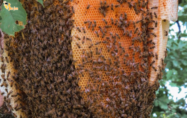 Bật bí nhé mật ong hoa nhãn hay mật ong nhãn