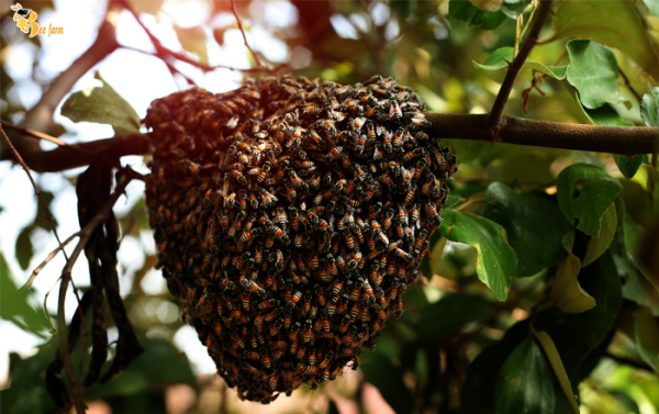 mật ong hoa nhãn nguyên chất, tươi và thô có màu sắc vàng tươi, trong, mùi thơm dịu nhẹ của hoa nhãn.