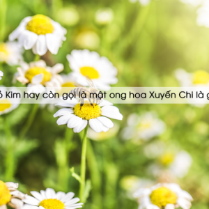 Mật ong cỏ Kim hay còn gọi là mật ong hoa Xuyến Chi