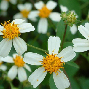 Ưu điểm của mật ong hoa xuyến chi