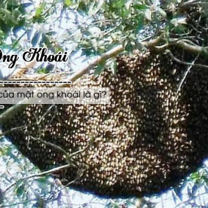 Mật ong khoái là mật ong được khai thác từ những tổ ong tự nhiên trong rừng
