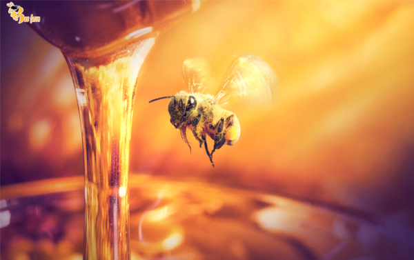 Giá bán mật ong ruồi