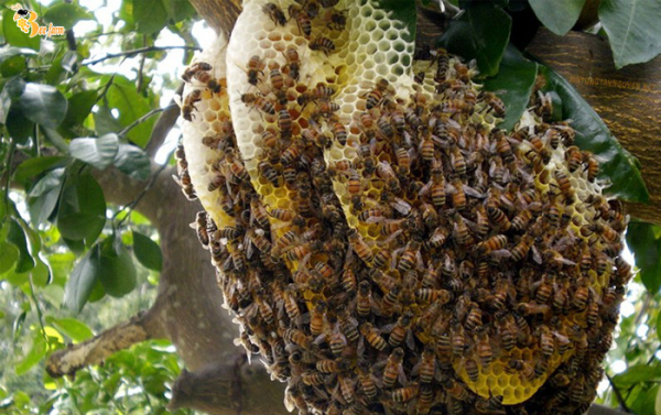 cách phân biệt mật ong nguyên chất