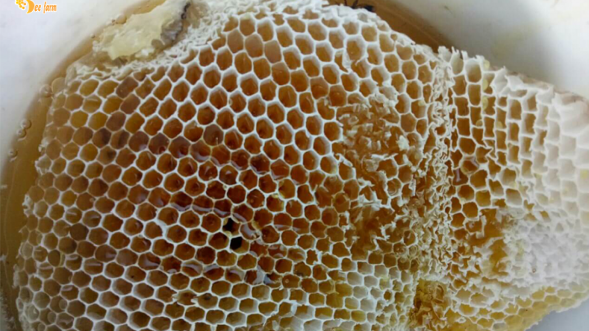 Báo giá mật ong rừng nguyên chất chính hãng mới nhất 2022 | Bee ...