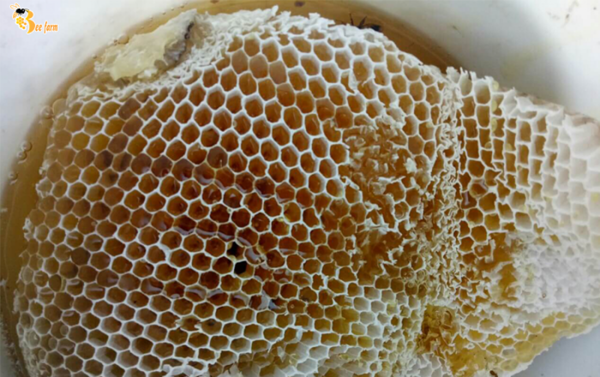 Báo giá mật ong rừng nguyên chất chính hãng mới nhất 2022 | Bee Farm
