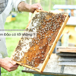 Mật ong tam đảo có tốt không?