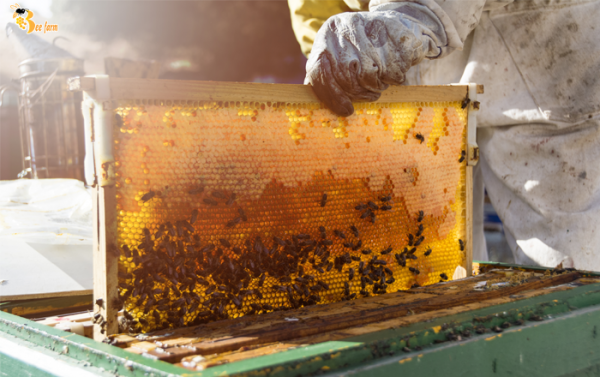 Tác dụng mật ong tam đảo nguyên chất