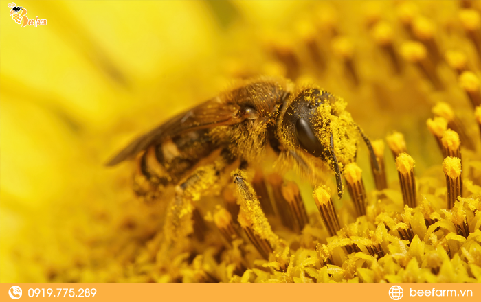 mật ong bạc hà có nguồn gốc ở đâu