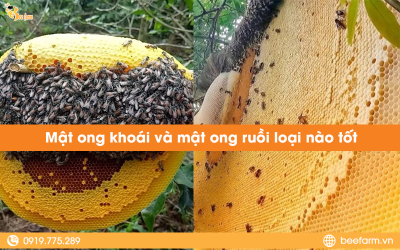Mật ong khoái và mật ong ruồi loại nào tốt? Bee Farm