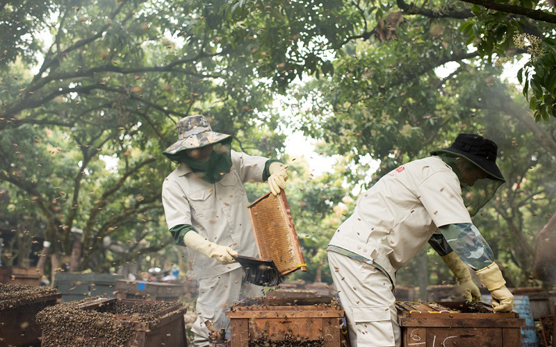 mật ong tam đảo